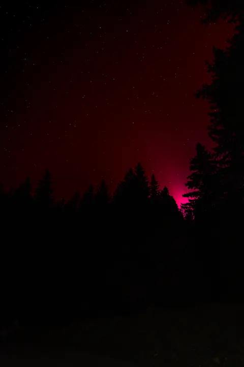 Forêt de nuit éclairée par une lueur rouge